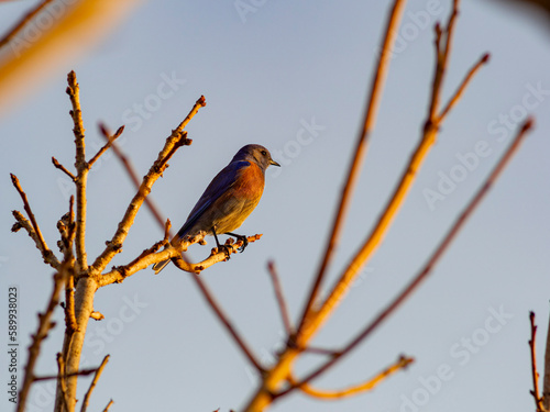 Eastern Bluebird sitting on the branch © Kit Leong