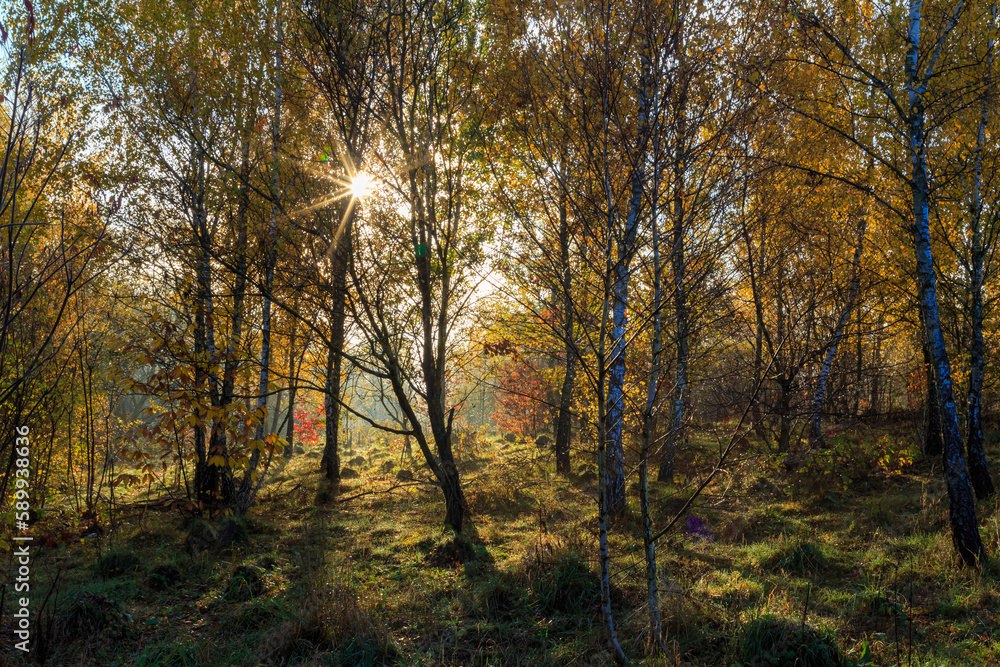 Sunny morning in autumn deciduous forest