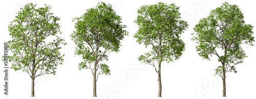 Wild trees shapes cut out transparent backgrounds 3d illustration
