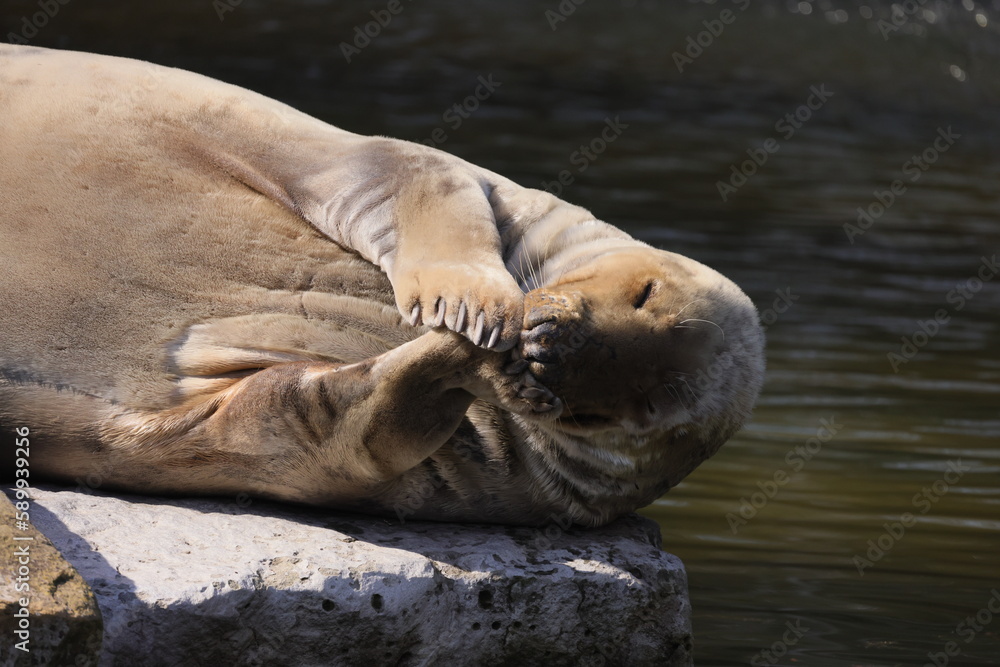 Naklejka premium The seal lies on a rock against the background of water