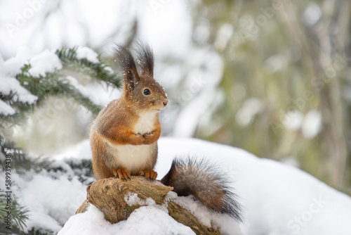 A red squirrel sits on a stump in a snowy forest (Sciurus vulgaris), close-up