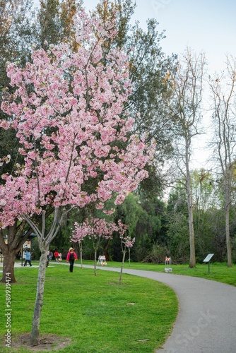 Beautiful cherry blossom at Peter F. Schabarum Regional Park