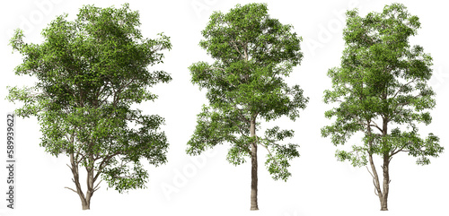 Large trees hardwood shapes on transparent background 3d rendering png