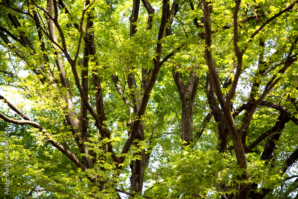Fototapeta premium Fresh green season sunlight