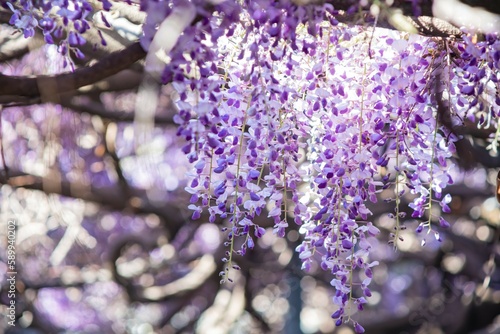 Close up shot of the world oldest Wistaria blossom