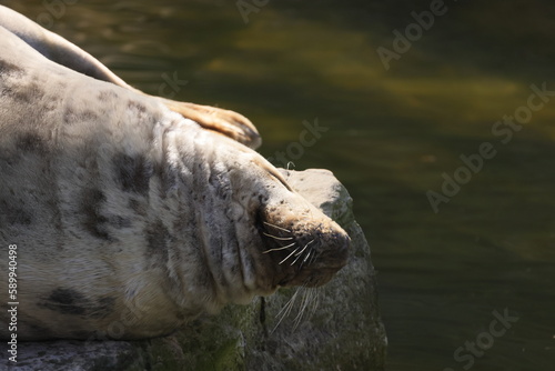 The seal lies on a rock against the background of water