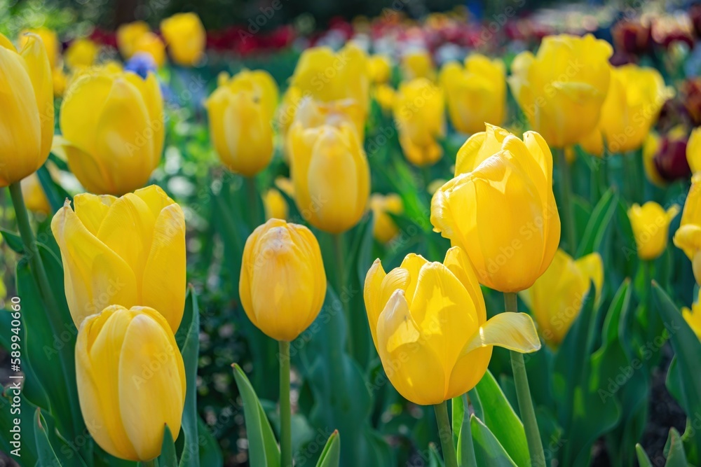 Obraz premium Close up shot of beautiful tulips flower blossom at Descanso Garden