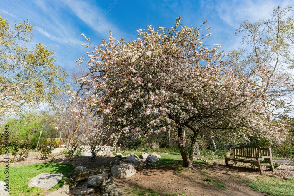 Sunny view of many flower blossom in the Descanso Garden Sunny view of many flower blossom in the Descanso Garden