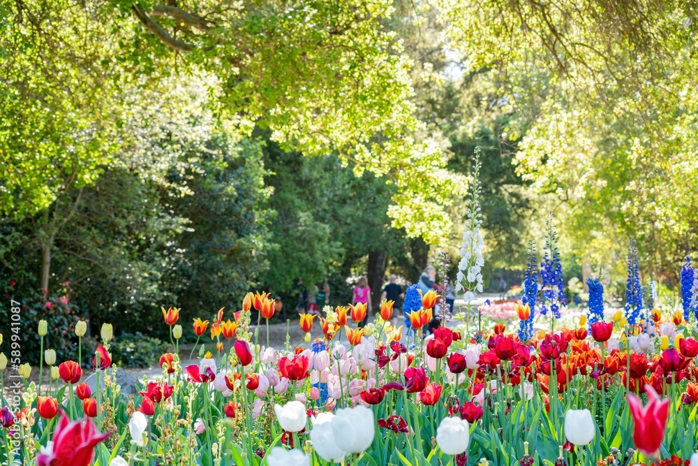 Close up shot of beautiful tulips flower blossom at Descanso Garden
