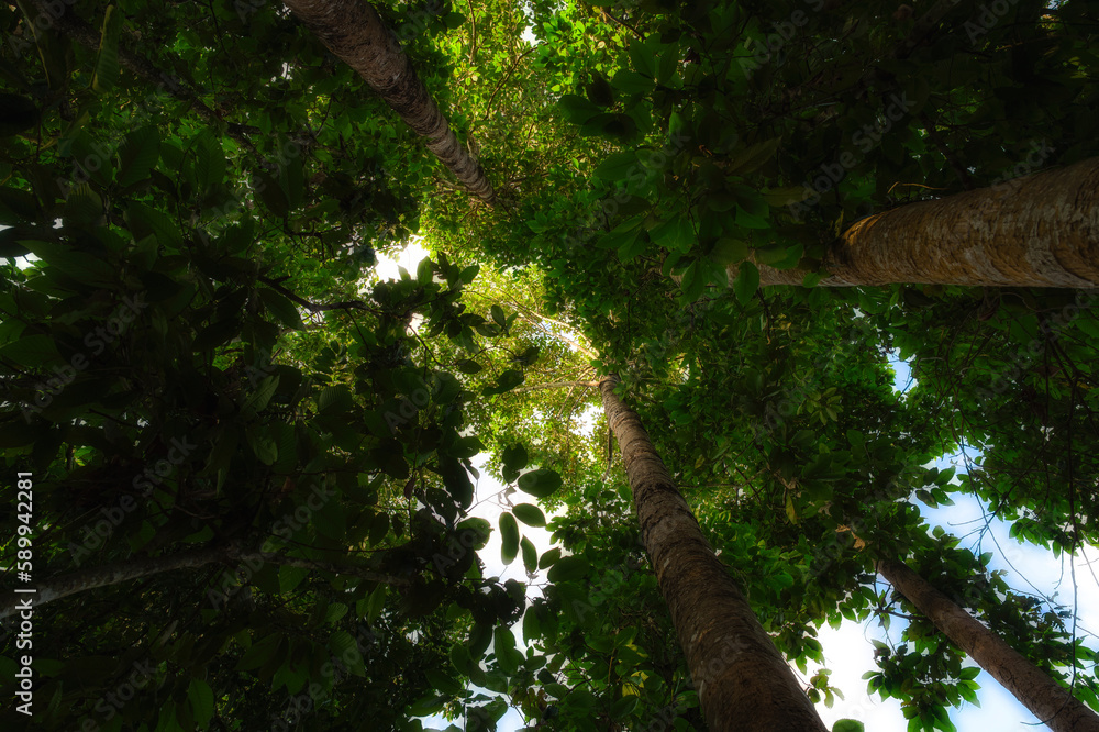 Trees grow to receive sunlight. Trees grow to receive sunlight.