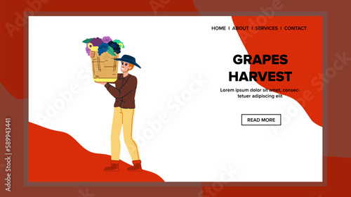 grapes harvest man vector