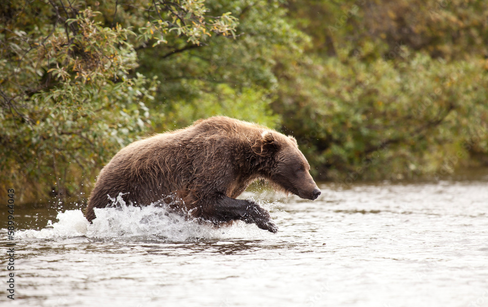 Alaskan brown bear fishing for salmon in Katmai River, Alaska Alaskan brown bear fishing for salmon in Katmai River, Alaska