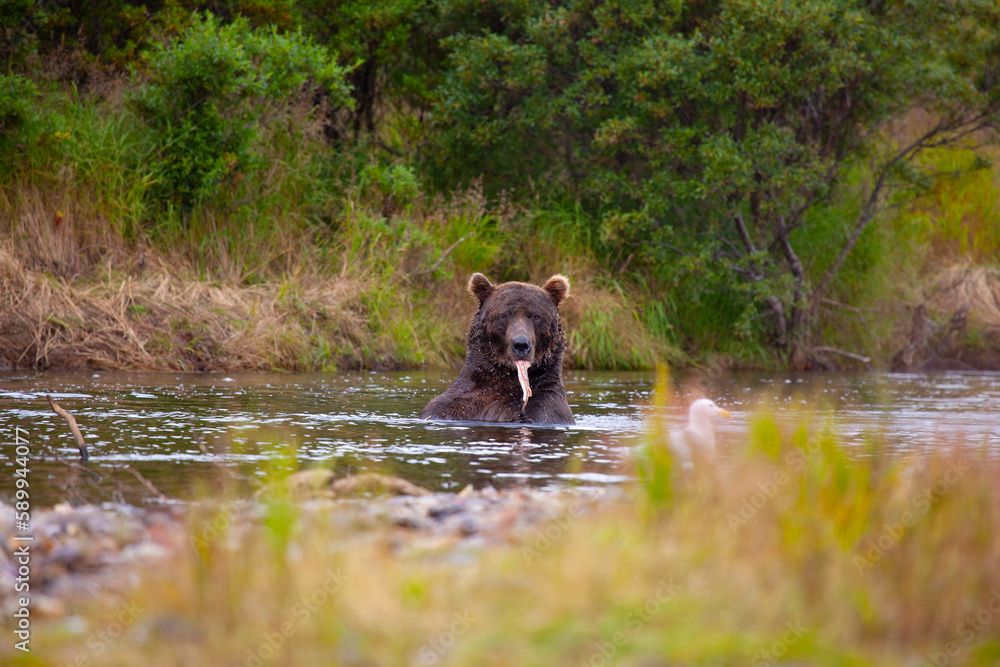 Alaskan brown bear eating salmon, Katmai National Park, Alaska Alaskan brown bear eating salmon, Katmai National Park, Alaska