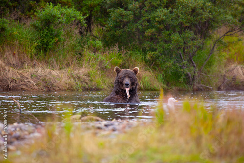 Alaskan brown bear eating salmon  Katmai National Park  Alaska