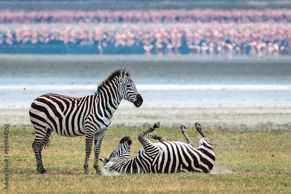 Naklejka premium Zebras in Ngorongoro Crater with Flamingos in Background