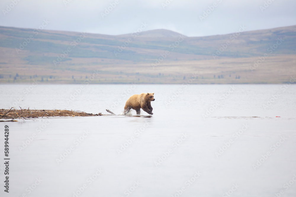 Naklejka premium Alaskan brown bear chasing after salmon in Katmai National Park, Alaska