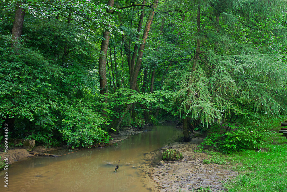 Obraz premium landscape with a stream in a green forest