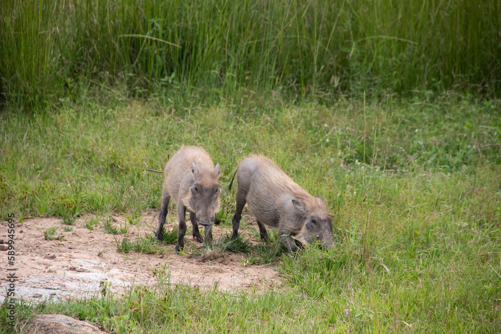 Warthog, African wild pig in savannah in Africa, in national park for animal preservation Warthog, African wild pig in savannah in Africa, in national park for animal preservation