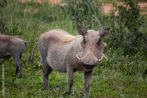 Warthog, African wild pig in savannah in Africa, in national park for animal preservation 