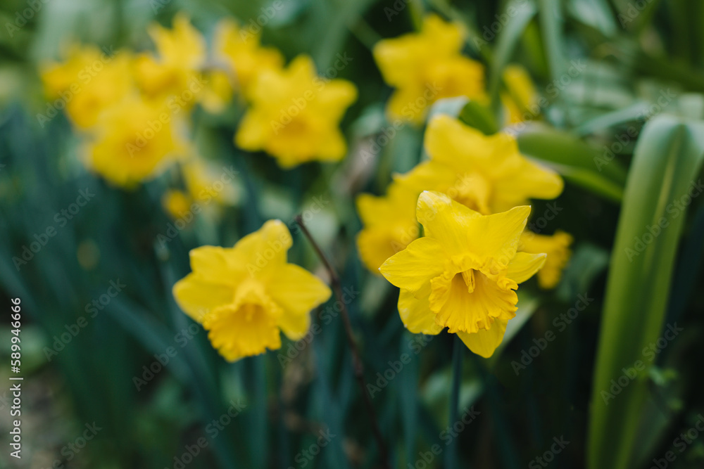 Beautiful flowers of yellow daffodil (narcissus) in a garden. Beautiful flowers of yellow daffodil (narcissus) in a garden.