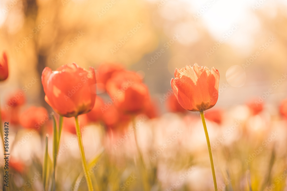 Bright sunset light over romantic colorful tulip flowers. Happy garden park closeup, idyllic floral concept. Blooming springtime nature beautiful natural spring panorama. Closeup seasonal garden field Bright sunset light over romantic colorful tulip flowers. Happy garden park closeup, idyllic floral concept. Blooming springtime nature beautiful natural spring panorama. Closeup seasonal garden field