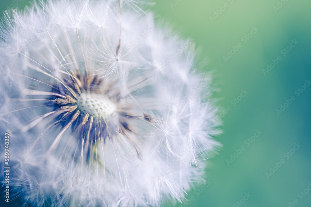 Fresh spring white dandelion flower with seeds in springtime in blue turquoise abstract backgrounds. Artistic nature closeup, bright sunny blurred foliage lush. Relaxing tranquil macro, natural plant