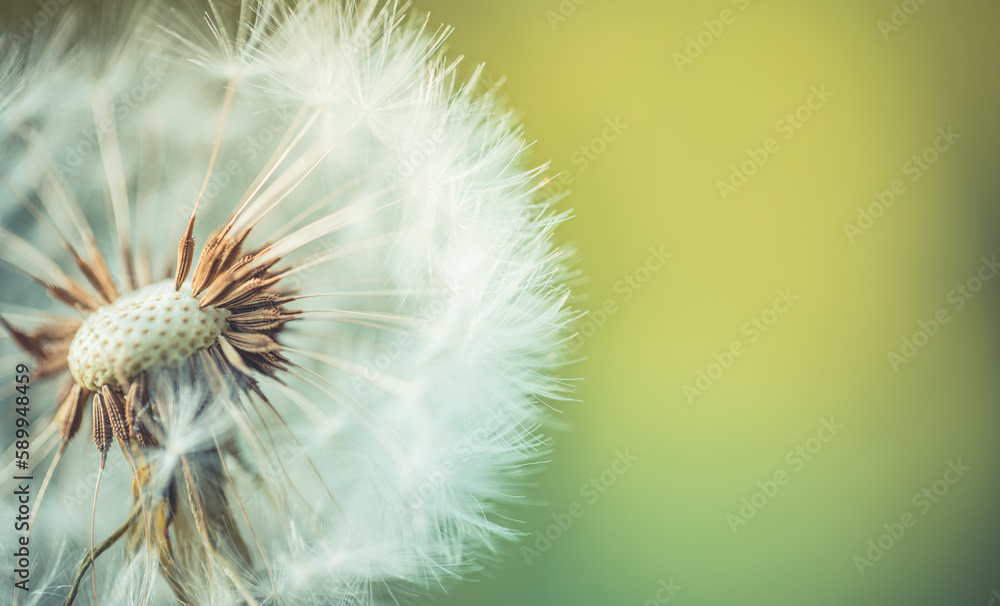 Fototapeta premium Fresh spring white dandelion flower with seeds in springtime in blue turquoise abstract backgrounds. Artistic nature closeup, bright sunny blurred foliage lush. Relaxing tranquil macro, natural plant