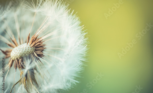 Fresh spring white dandelion flower with seeds in springtime in blue turquoise abstract backgrounds. Artistic nature closeup, bright sunny blurred foliage lush. Relaxing tranquil macro, natural plant
