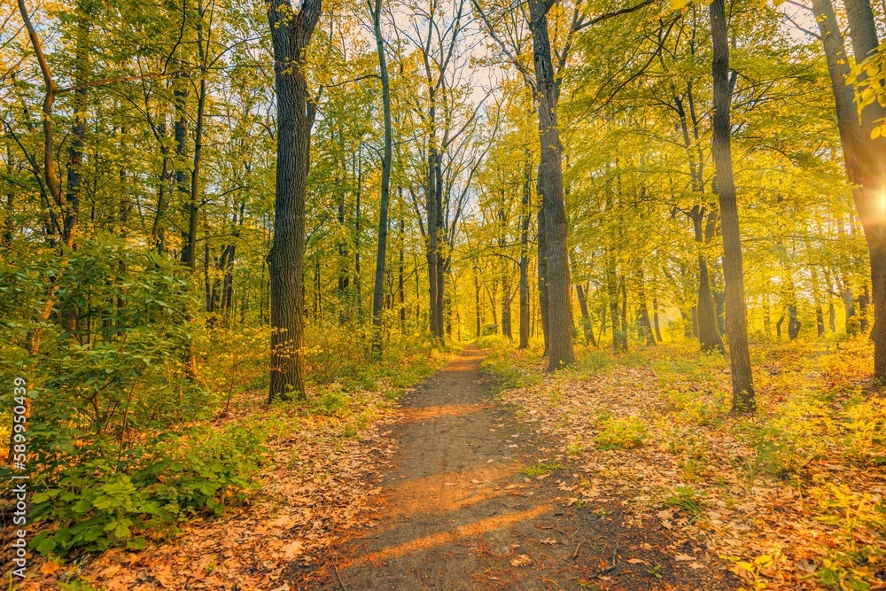 Obraz premium Beautiful yellow orange rays of sunlight in green forest lush. Morning sunrise light, peaceful rural road pathway with green leaves foliage, beautiful outdoor scene. Adventure freedom nature landscape