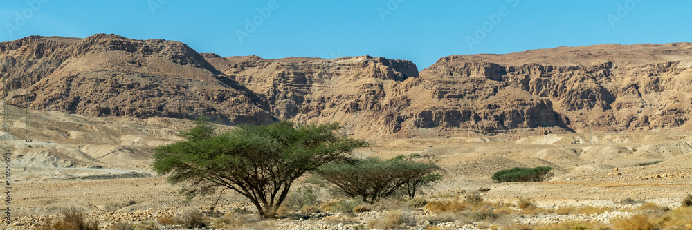 Panorama of Acacia tortilis tree in the beautiful Judean Desert in southern Israel 
