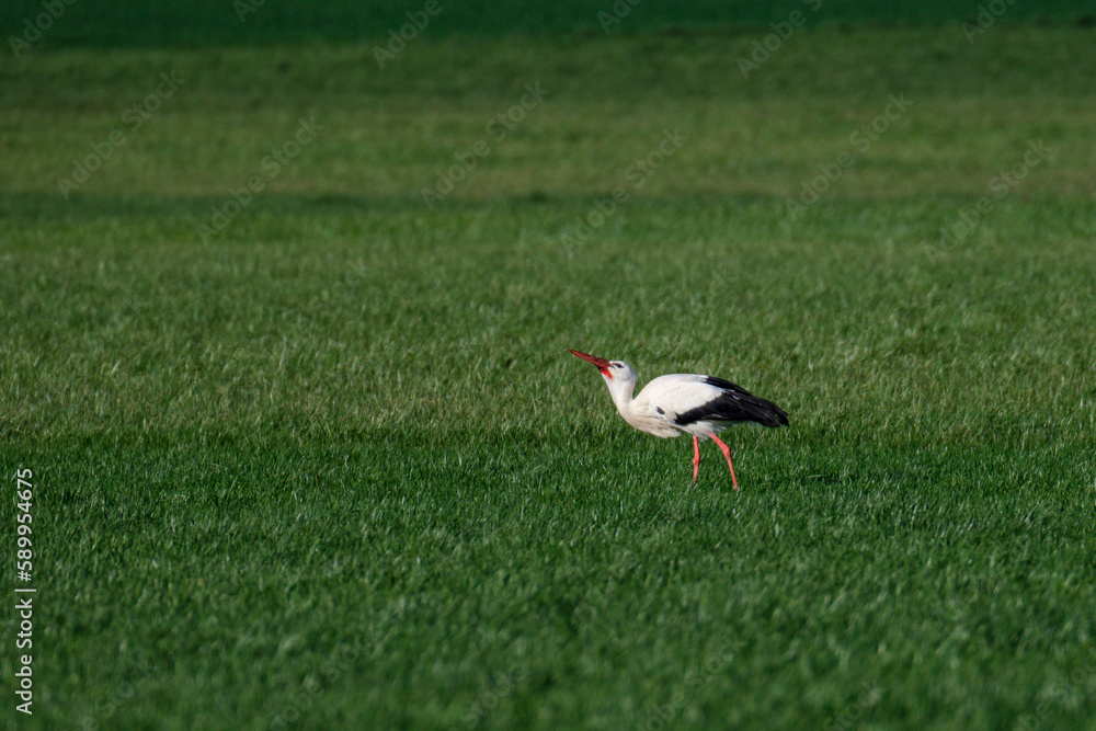 Fototapeta premium Cigogne dans une prairie
