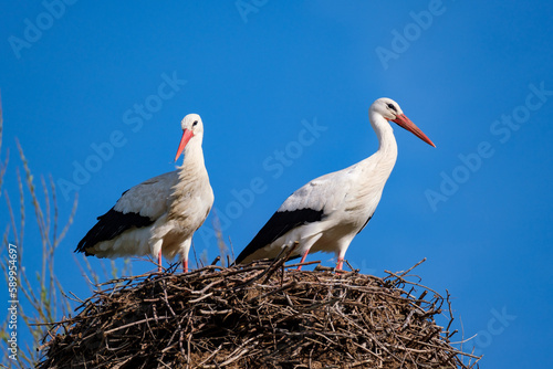 Couple de cigognes dans un nid photo