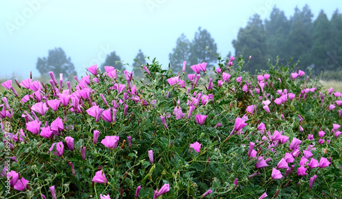 Beautiful pink Morning glory or Convolvulus althaeoides flowers growing wild inTenerife Canary Islands Spain.Nature background for design with copy space.Selective focus.