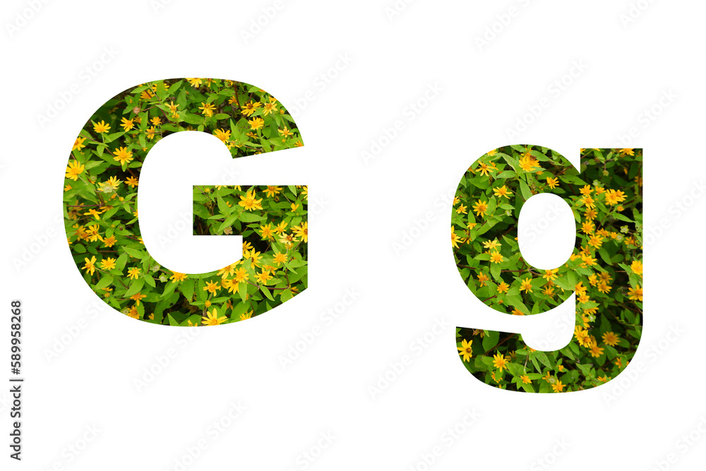 Flower font Alphabet isolated on white background made of Real alive yellow flowers Flower font Alphabet isolated on white background made of Real alive yellow flowers