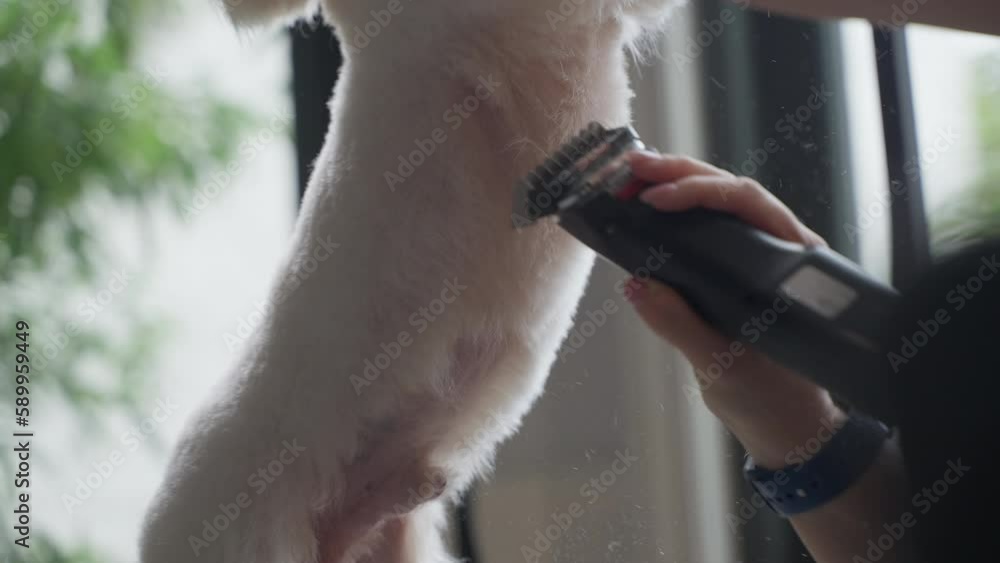 Haircut of a cute dog. white maltese, close up. prores 422, 4K Haircut of a cute dog. white maltese, close up. prores 422, 4K