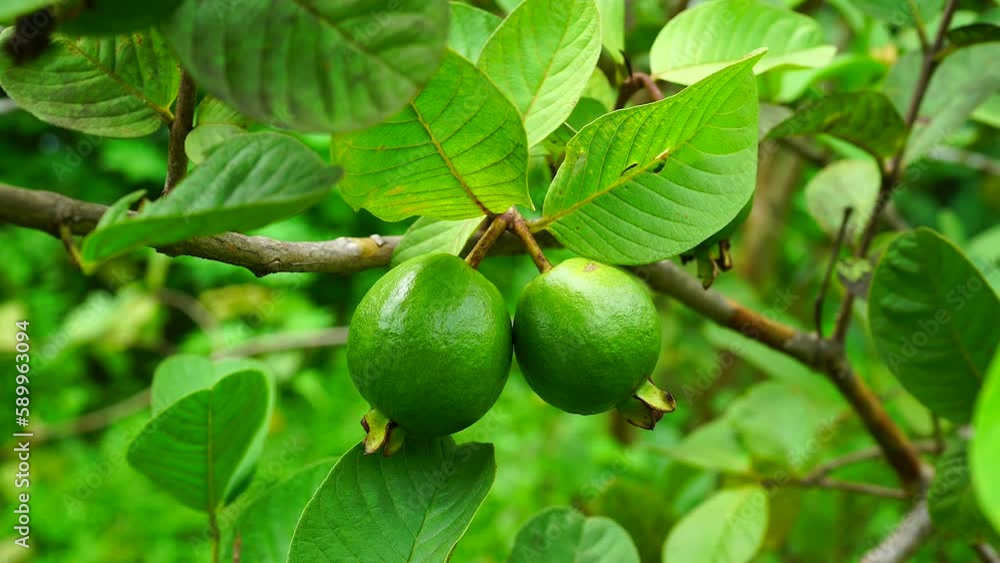 Green guava fruits grow on a tree Green guava fruits grow on a tree