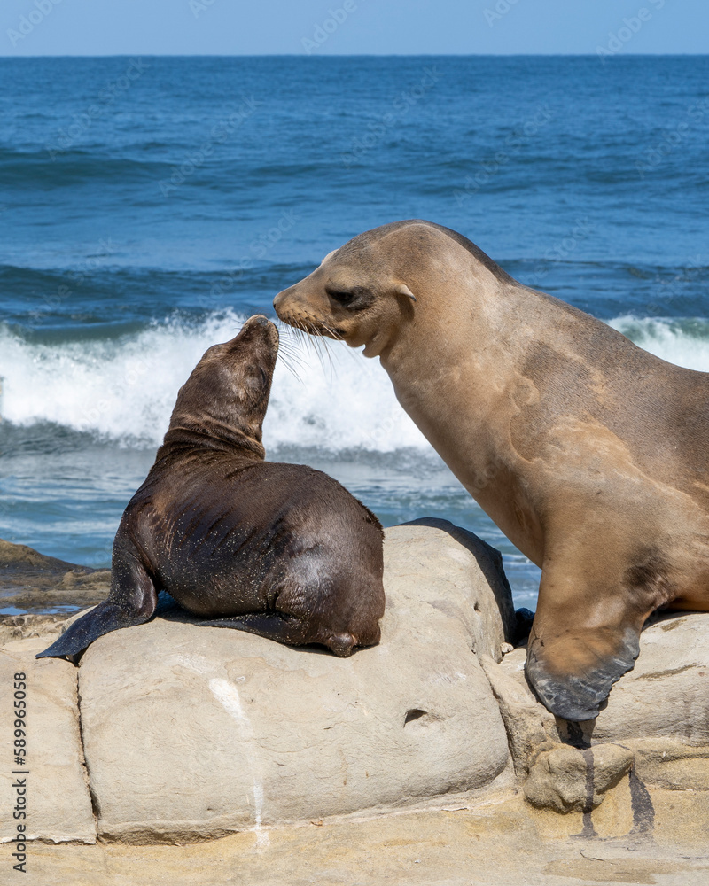 Naklejka premium Mother and baby Sea Lion at La Jolla Cove, CA