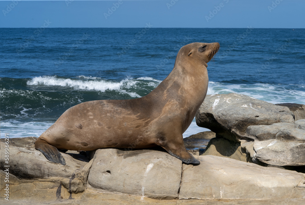 Obraz premium Mother Sea Lion at La Jolla Cove, CA