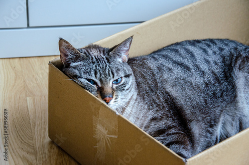 Fototapeta Naklejka Na Ścianę i Meble -  grey tabby cat inside a cardboard box
