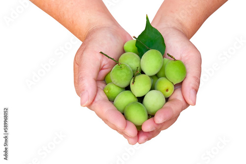Plums fruit in hand used for making Umeshu or plum syrup .Clipping path.