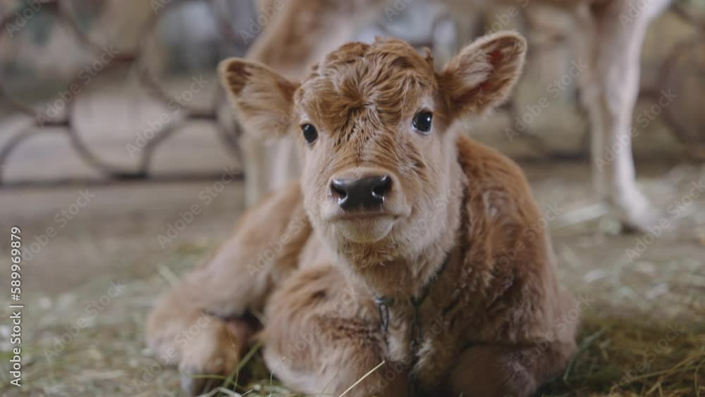 Calf in a dairy farm Calf in a dairy farm