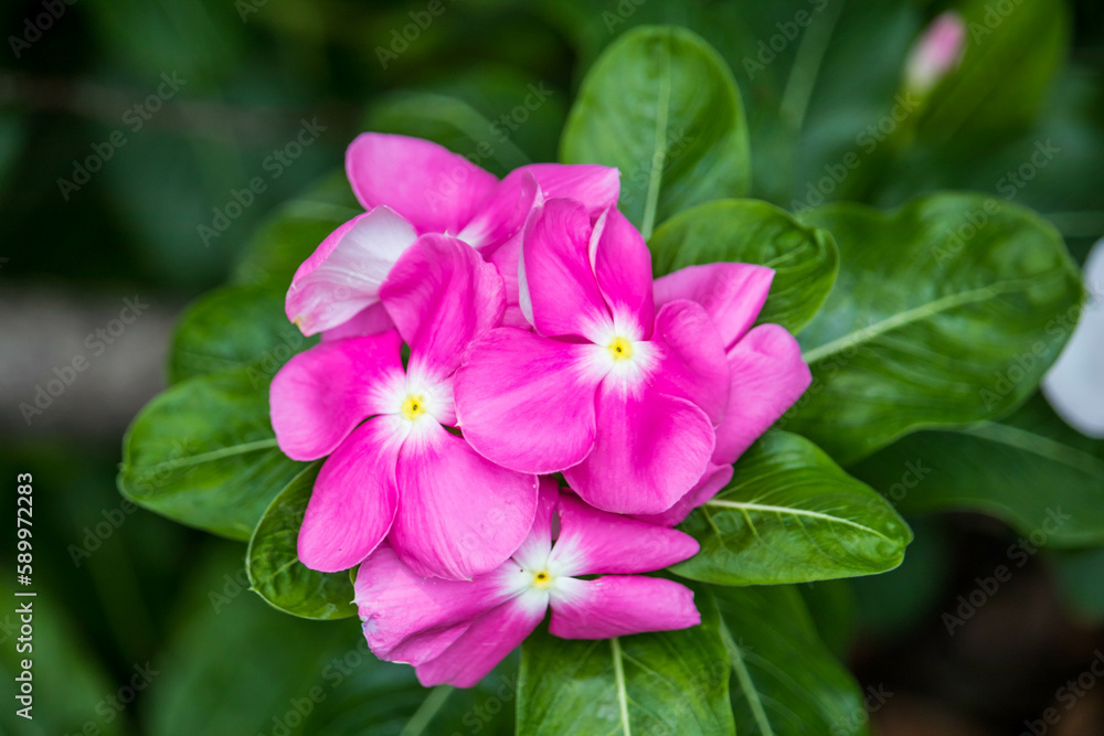 Close up Catharanthus roseus or madagascar periwinkle purple flowers blooming in garden. Madagascar periwinkle, Vinca, Old maid, Cayenne jasmine, Rose periwinkle have beautiful purple-pink flowers. Close up Catharanthus roseus or madagascar periwinkle purple flowers blooming in garden. Madagascar periwinkle, Vinca, Old maid, Cayenne jasmine, Rose periwinkle have beautiful purple-pink flowers.