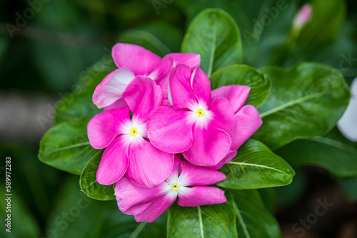 Close up Catharanthus roseus or madagascar periwinkle purple flowers blooming in garden. Madagascar periwinkle  Vinca  Old maid  Cayenne jasmine  Rose periwinkle have beautiful purple-pink flowers.