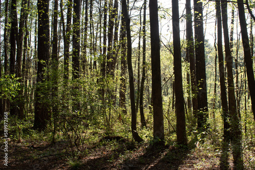 Sunlit Trees