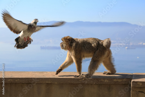 A Gibraltar magot is walking along the concrete fence on the background of a port in the Strait of Gibraltar.