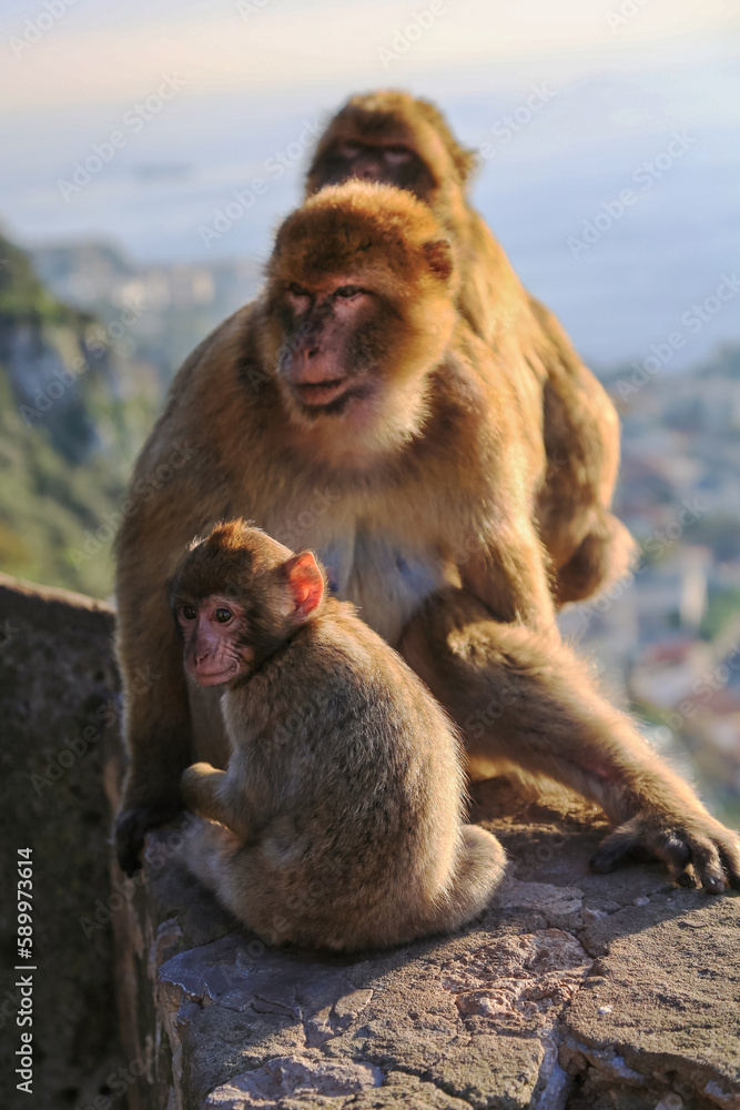 A family of Gibraltar monkeys with a baby monkey are sitting on a hill against the background of the sea at sunset.