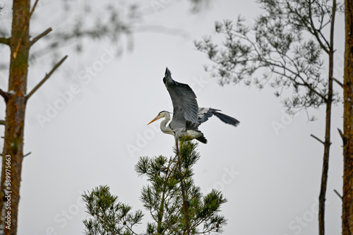 Grey heron high up in tree Kumla Sweden