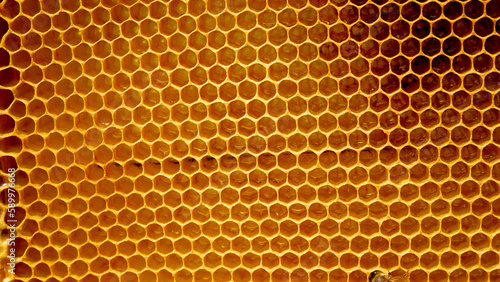 Frame with honeycombs. Golden wax honeycombs are filled with fresh honey. Harvesting honey in the apiary. Futuristic background of regular hexagonal wax honeycombs