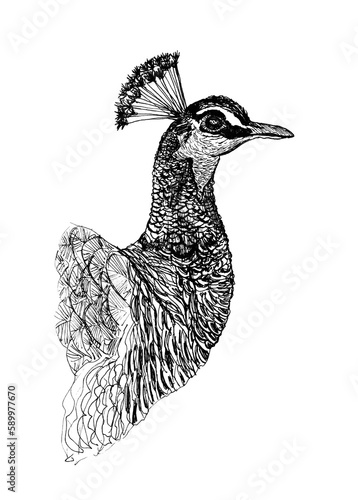 Wallpaper Mural Gorgeous ink Peacock hand drawing  Torontodigital.ca