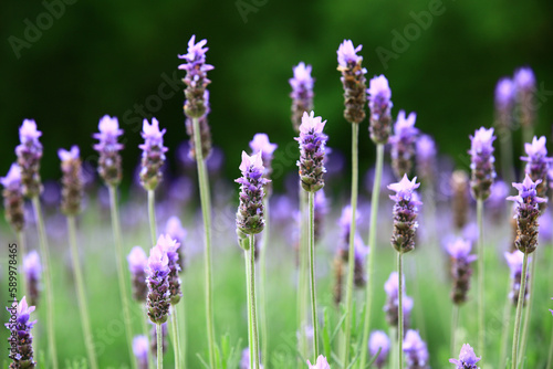 beautiful Lavender blossoms,close-up of purple Lavender flowers blooming in the garden in spring 